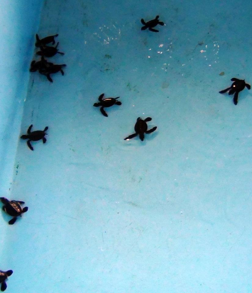 578730_447643378584800_893521083_n